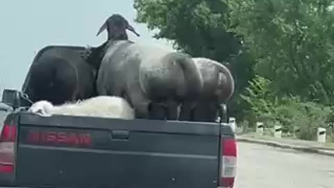 Funniest video animals on truck