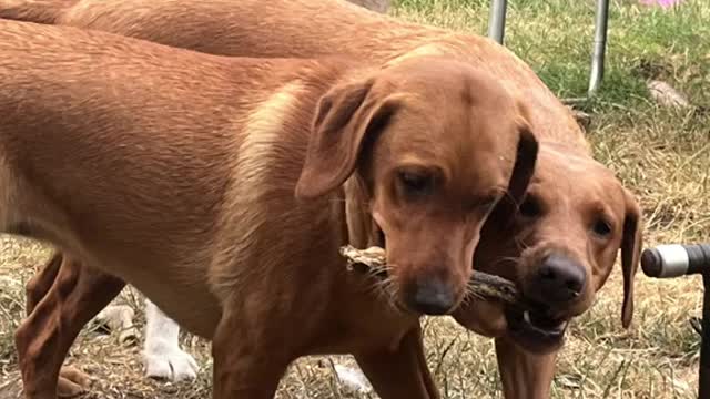 Cute vid