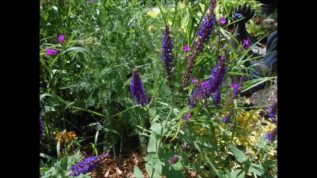 Looking Magnificent Woodland Sage June 2021