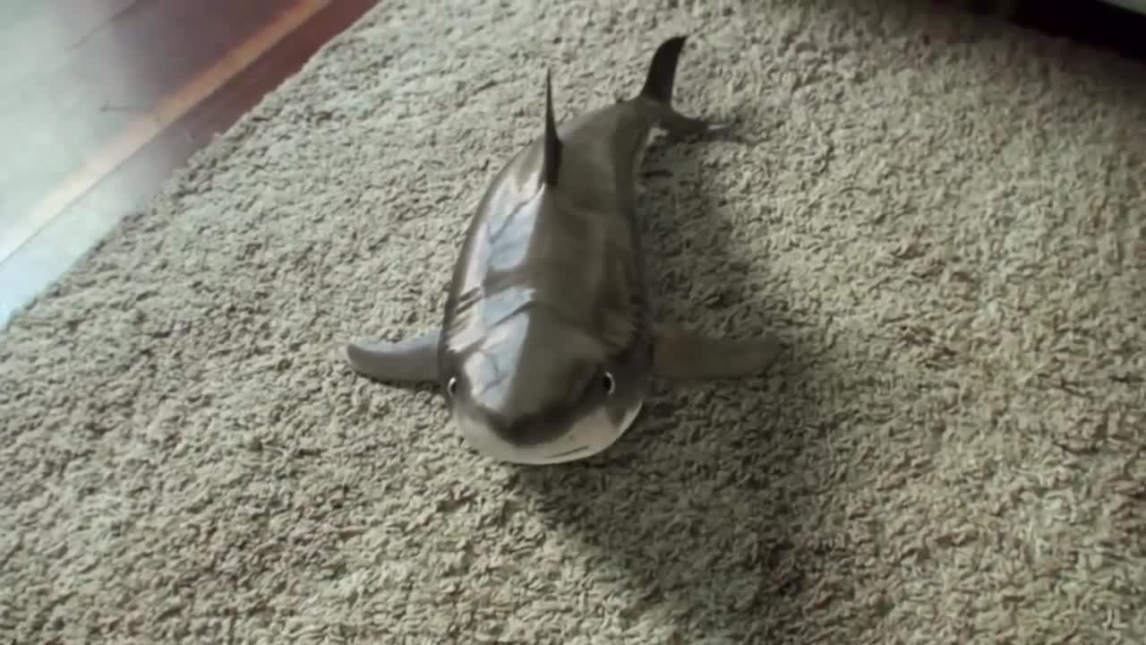 Cutest Baby Shark Happy Shark Funny Shark Cute Baby Animals Reaction 2021