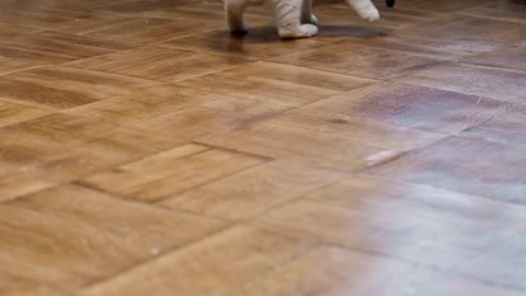 Funny cat playing round