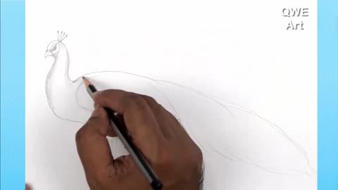 Start Drawing Peacock Neck Shadows.