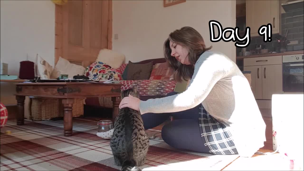 Training a Cat to Give A Paw in 9 Days