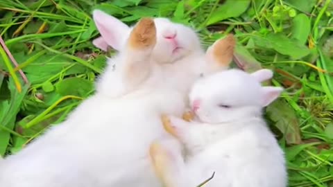 Cute and Cuddly Animals to Brighten Your Day! 🐾🐕🐇