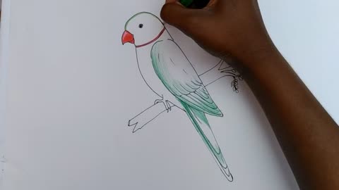 how to draw parrot easy step by step--Gali Gali Art --p9