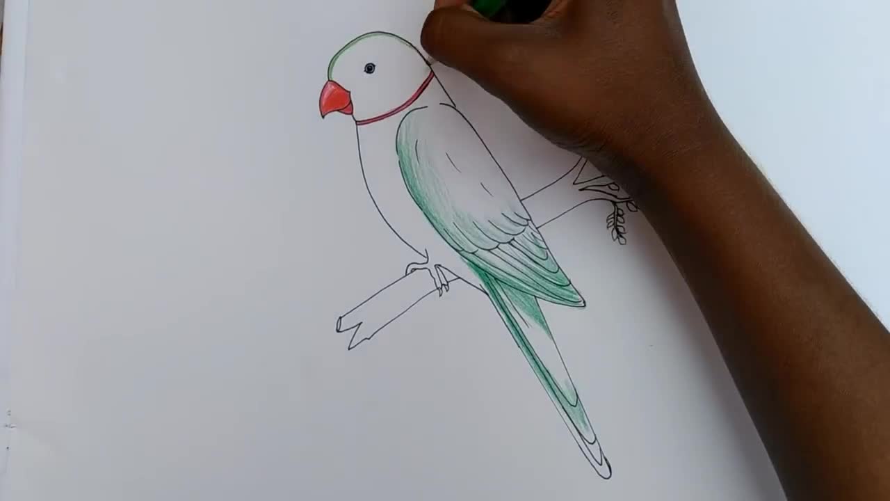 how to draw parrot easy step by step--Gali Gali Art --p9