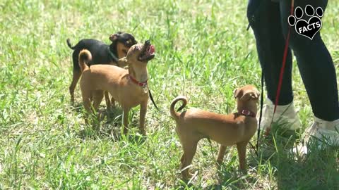 Miniatura pinscher x chihuahua