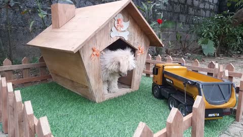 Dog funny video
