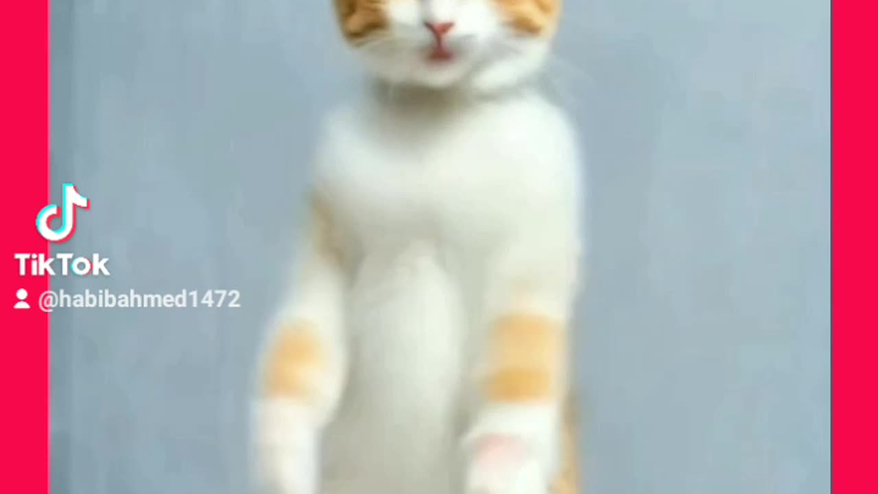 Funnycat