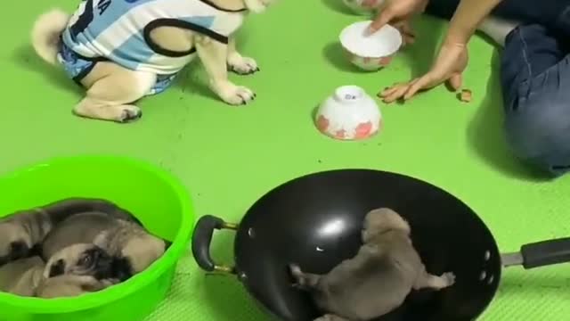 Play games with the dog, lose and pay the debt with the child.