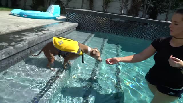 Teaching My Dogs How To Swim