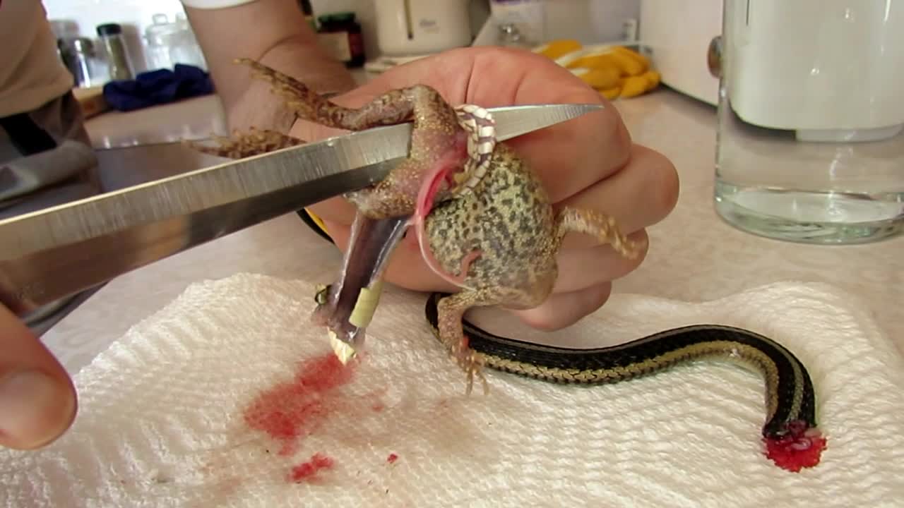 Man frees toad trapped in mouth of dead snake