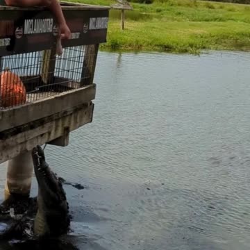 That alligator hiding under the dock knows you're there. Oh, and he can jump!