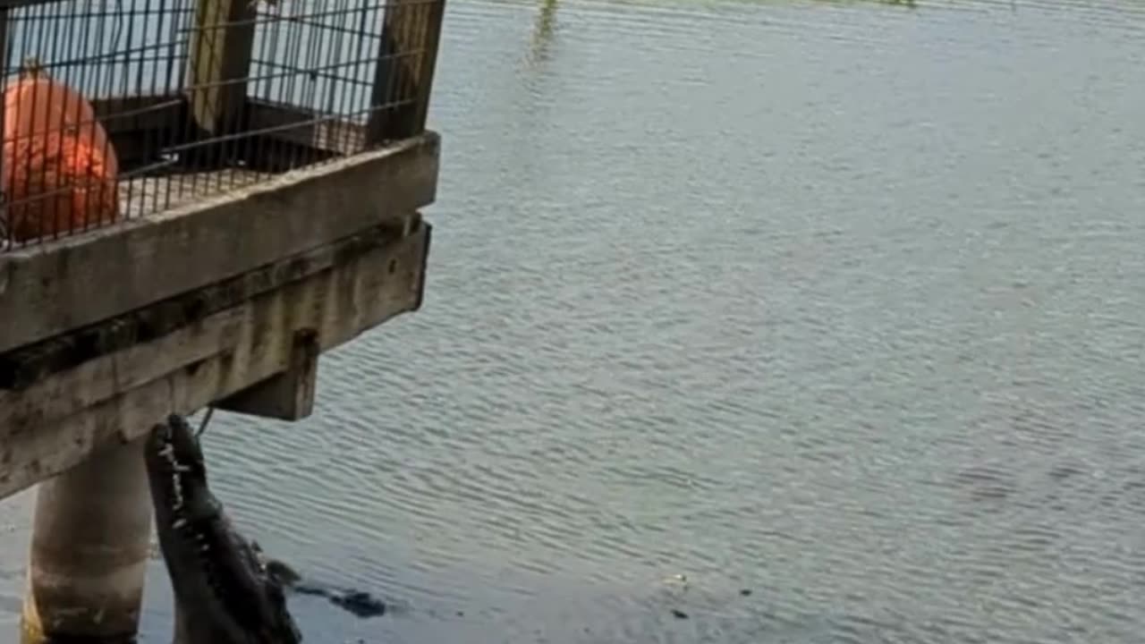 That alligator hiding under the dock knows you're there. Oh, and he can jump!