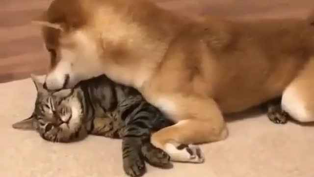 dog and cat love story