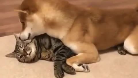 dog and cat love story