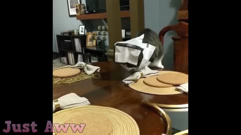 BEST CAT FAILS 2021!!!