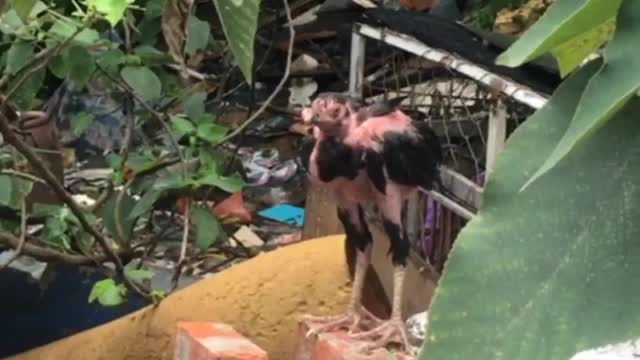 the chicken fights leisurely after the rain