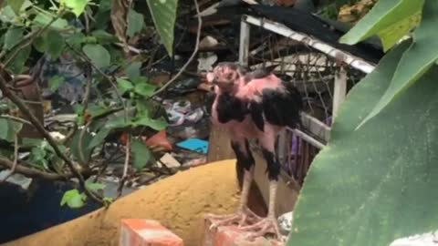 the chicken fights leisurely after the rain