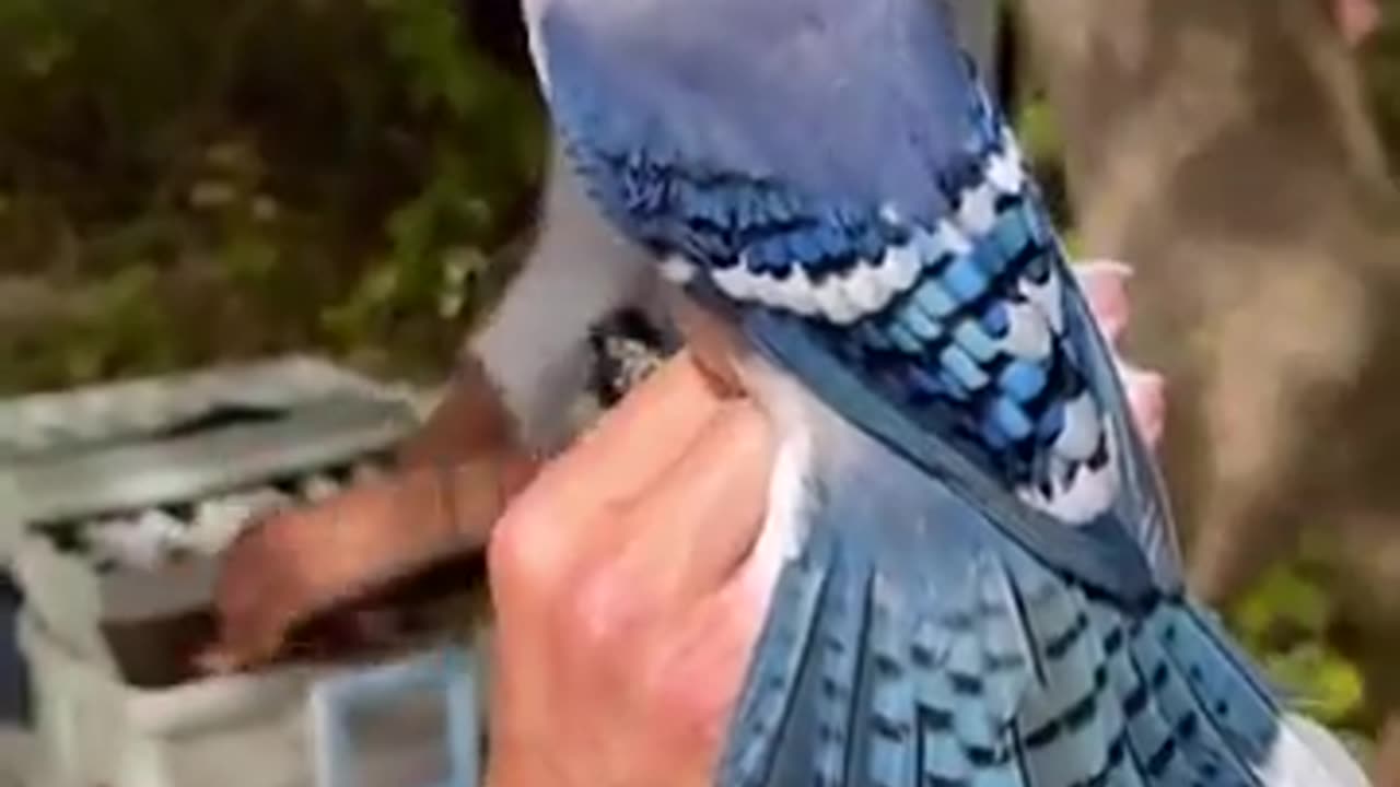 This is a blue Jay. Totally badass, very territorial love peanuts.