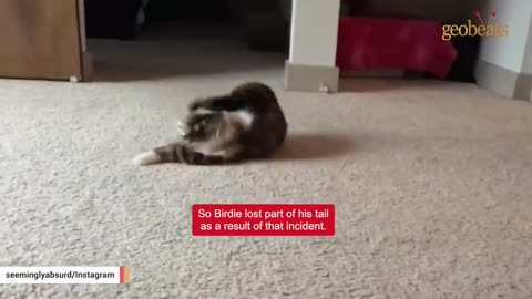 Woman raised this cat like a dog. See how that turned out.