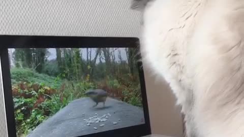 Cat tries to catch bird on laptop