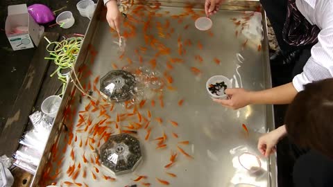 game of catching small fish in japan