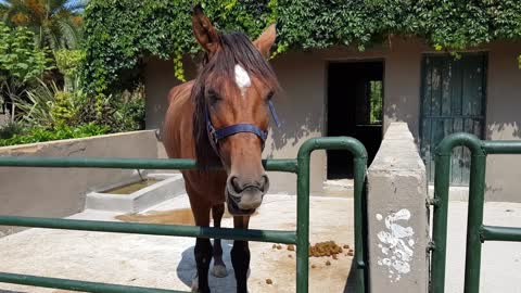 maye 🐎 horse