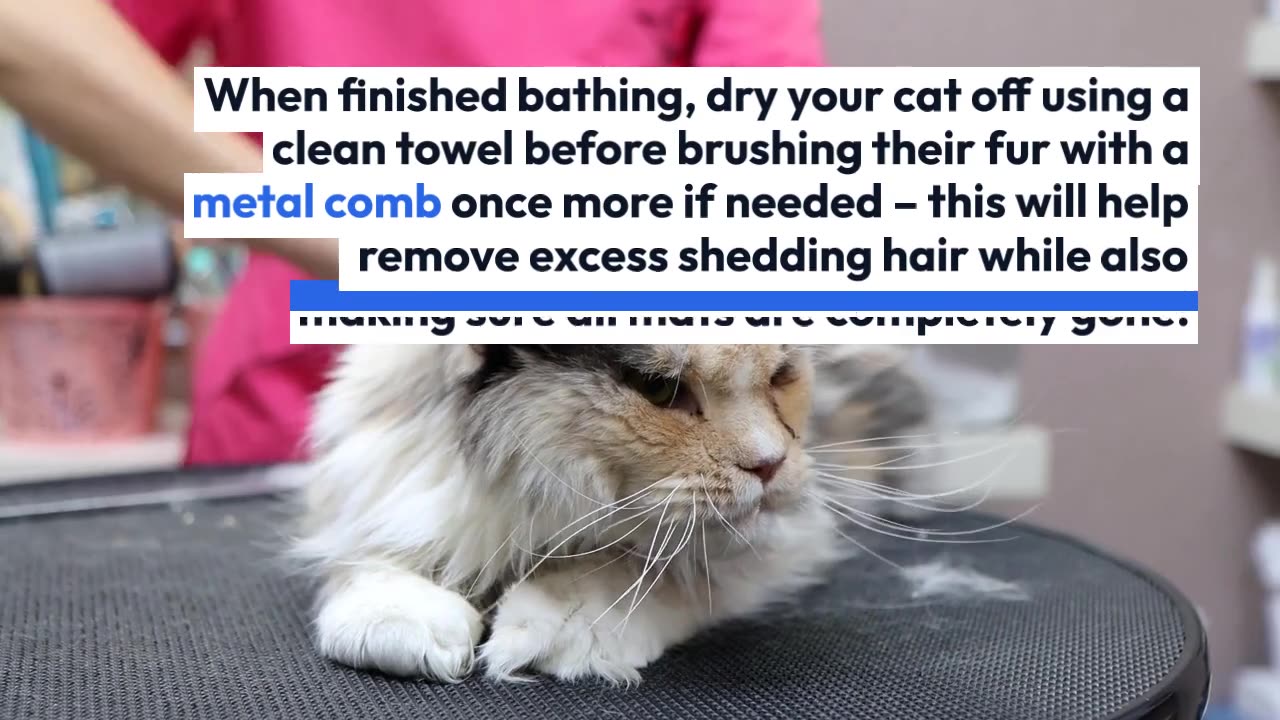 How to groom a cat with mats