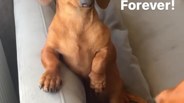 Chocolate Labrador can't stop kissing best friend