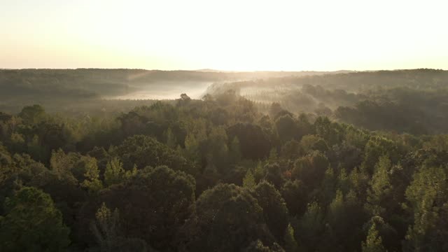 Drone footage of the forest-Golden hour