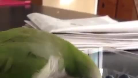 Aww cute parrot😍