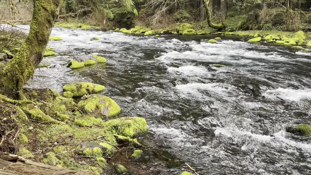 Crossing Bridge to Rivers Edge – Tamolitch Blue Pool Area – Central Oregon – 4K