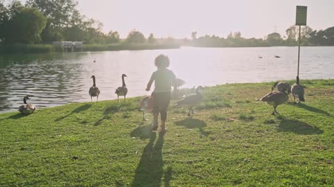 a child in the middle of several ducks