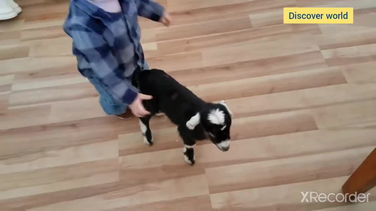 Cute baby play with cute Goat