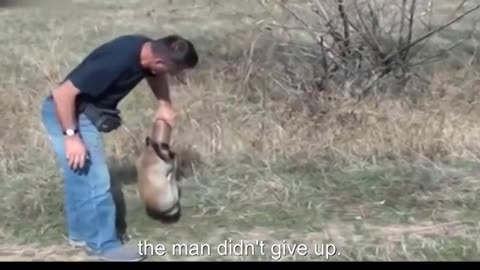 kindness of a fox