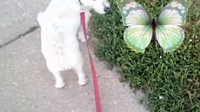 last video