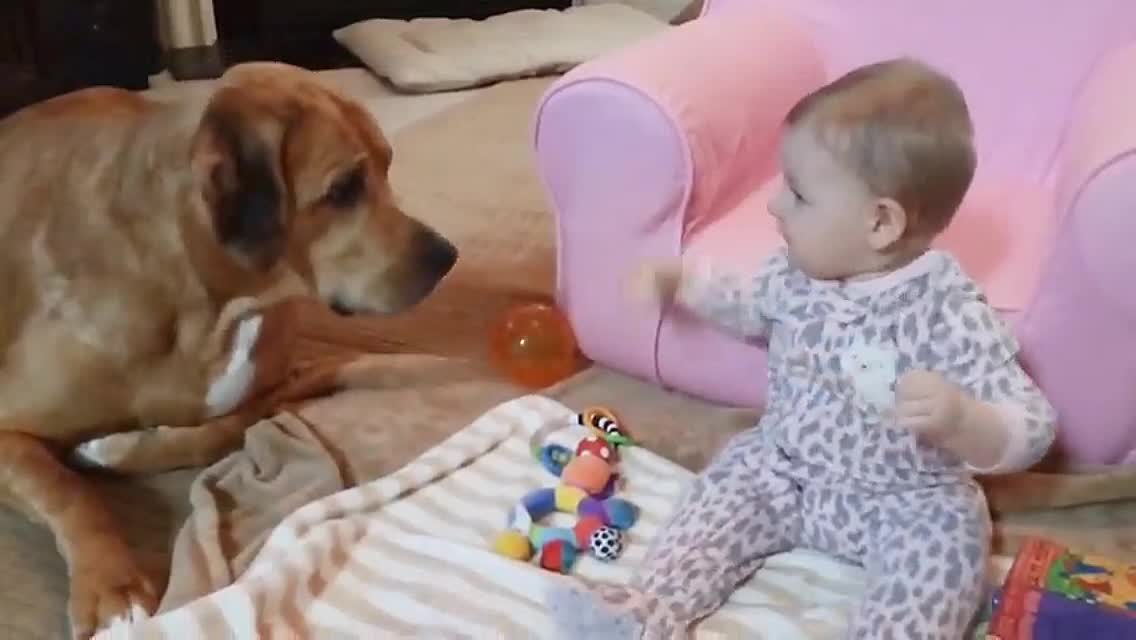 Dog training video
