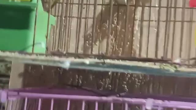 Funny birds in the world 😹