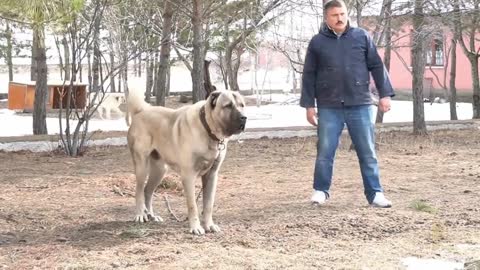 8 Most Strongest Dangerous and Fearless Dog Breeds