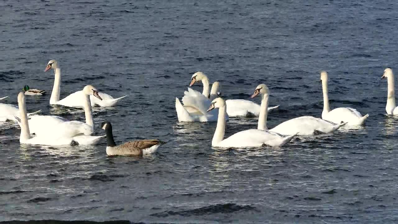 Lovely Swans swimming