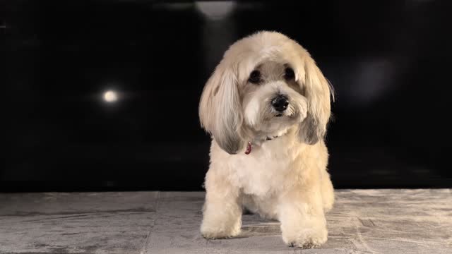 A Cute White Pet Dog 🐕