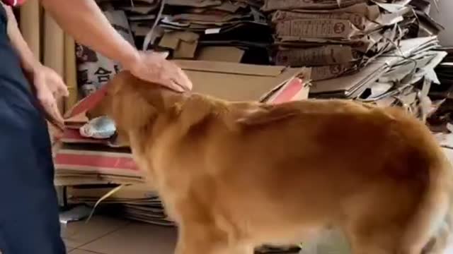 👏🏻Smart Dog Helps a poor man