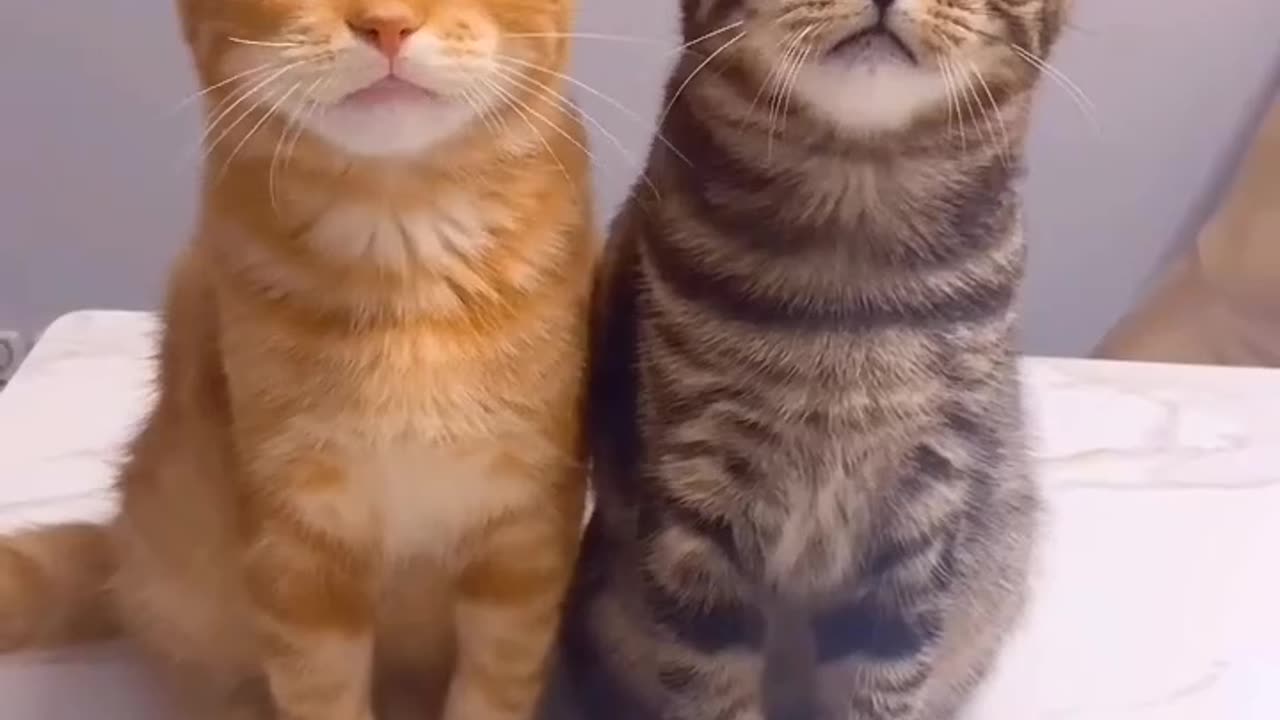 Funny cat video