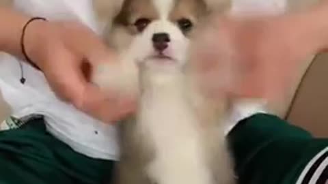 cute puppy my god!