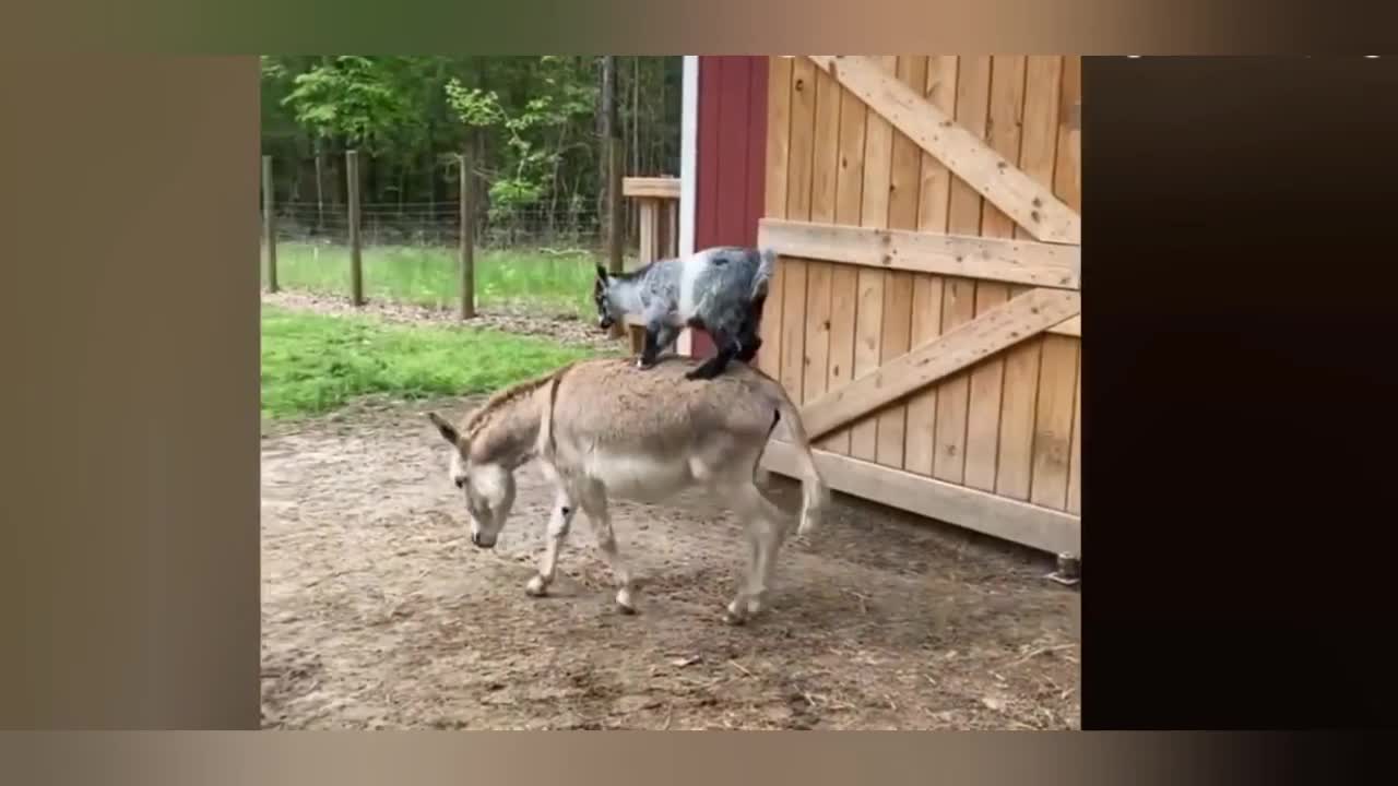 Goat play on donkey