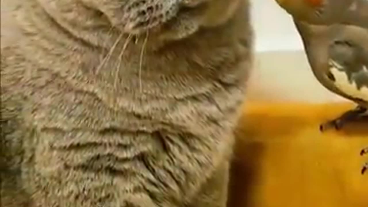 The bird packed the kittenis whiskers