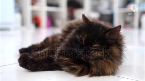 Beautiful brown cat with amazing eyes