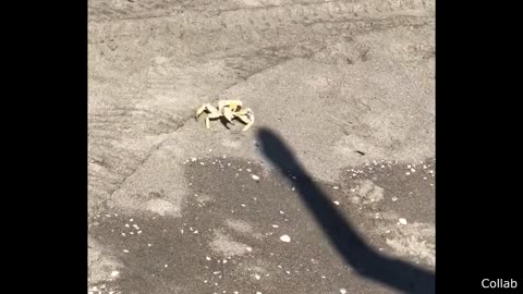 Crab Fights Man's Shadow