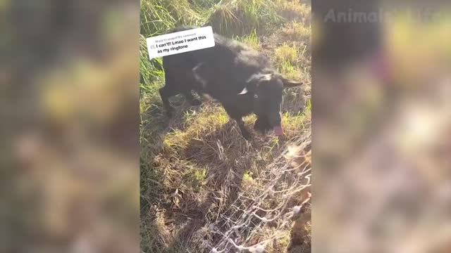 Best Funny Animal Videos Of 2021 🤣 - Funny Wild And Farm Animals Videos 🐴🦍
